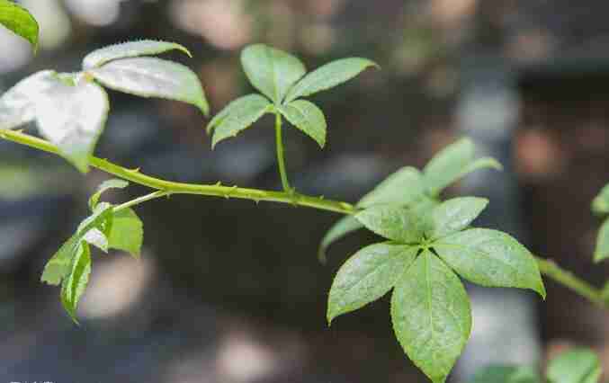 刺五加种植条件(刺五加种植技术)